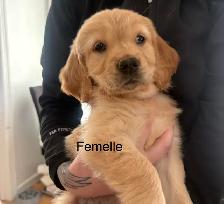 Golden retriever - Photo 3