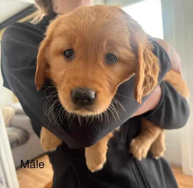 Golden retriever - Photo 4