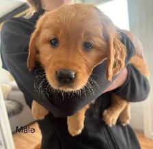 Golden retriever - Photo 4