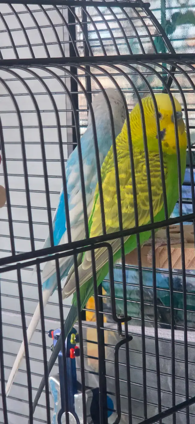 2 perruches mâles - Photo 2