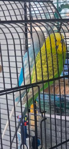 2 perruches mâles - Photo 2