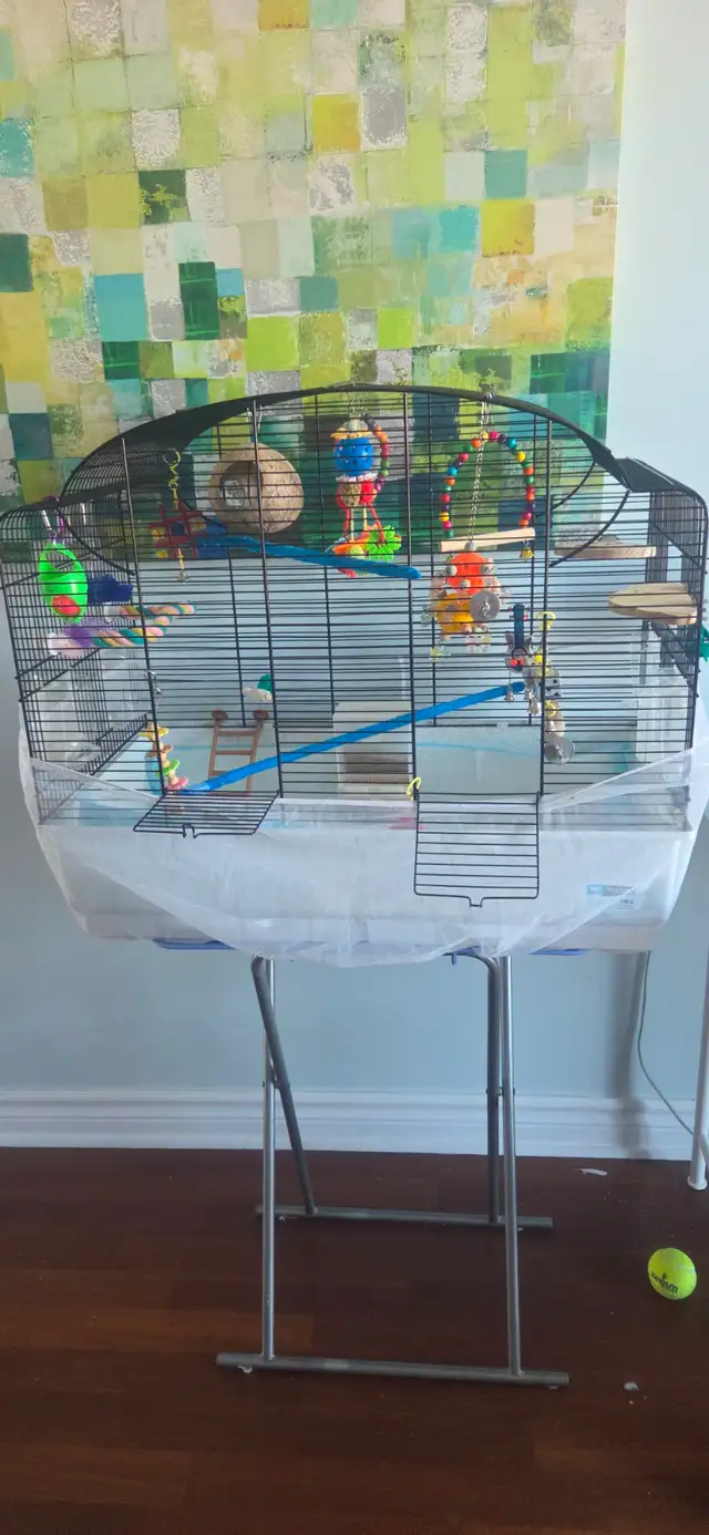 2 perruches mâles - Photo 3