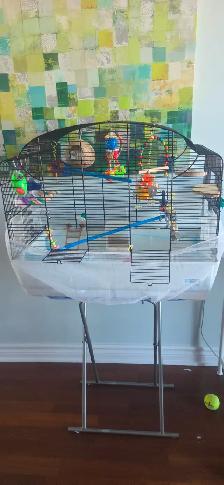 2 perruches mâles - Photo 3