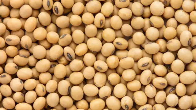 BAGGED SOYBEANS FOR SALE