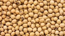 BAGGED SOYBEANS FOR SALE
