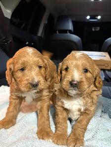 COCKAPOO AND GOLDENDOODLE PUPPIES - Photo 3