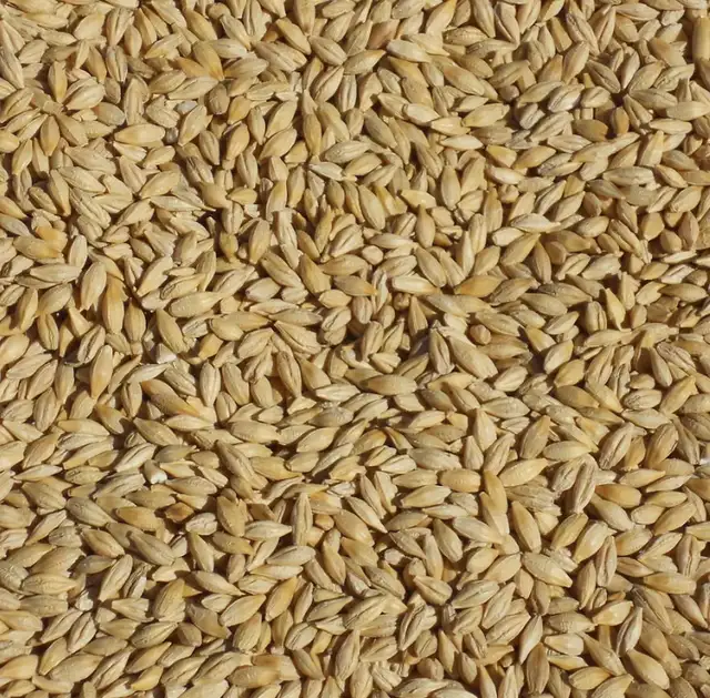 BAGGED BARLEY FOR SALE