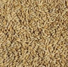 BAGGED BARLEY FOR SALE