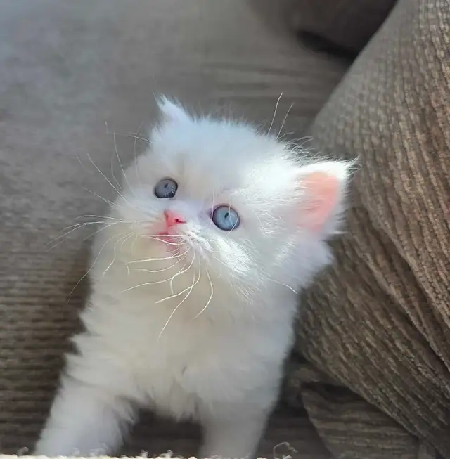 ❤️ Persian Kittens ❤️