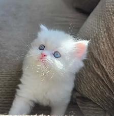 ❤️ Persian Kittens ❤️