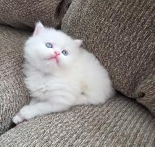 ❤️ Persian Kittens ❤️ - Photo 2