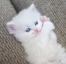 ❤️ Persian Kittens ❤️ - Photo 3