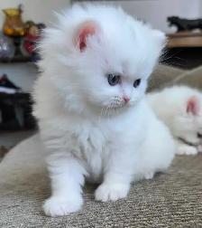 ❤️ Persian Kittens ❤️ - Photo 4