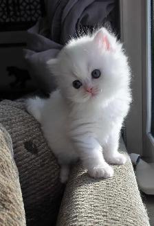 ❤️ Persian Kittens ❤️ - Photo 5