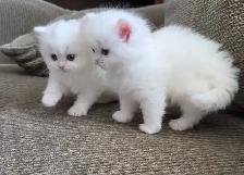❤️ Persian Kittens ❤️ - Photo 6