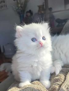 ❤️ Persian Kittens ❤️ - Photo 7