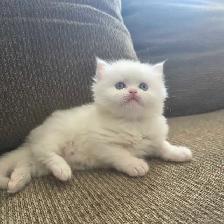 ❤️ Persian Kittens ❤️ - Photo 8