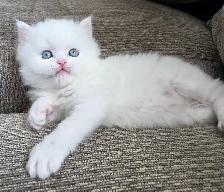 ❤️ Persian Kittens ❤️ - Photo 9