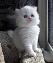 ❤️ Persian Kittens ❤️ - Photo 10