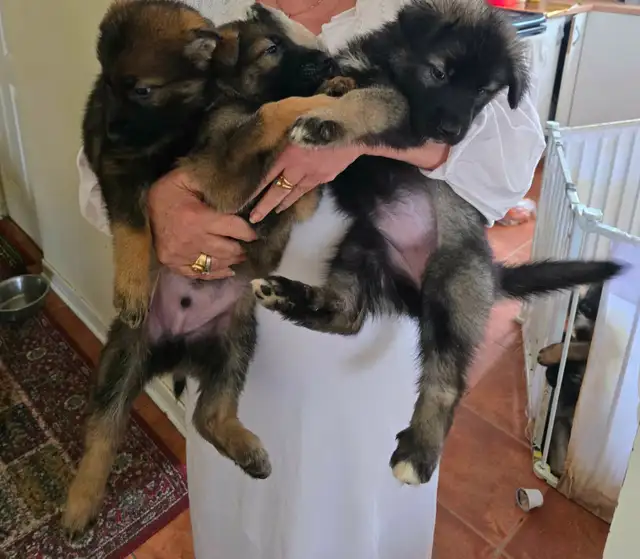German Shepherd Puppies