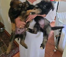 German Shepherd Puppies