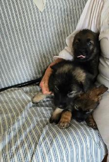 German Shepherd Puppies - Photo 2