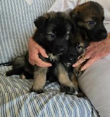 German Shepherd Puppies - Photo 3