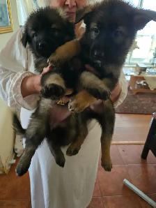 German Shepherd Puppies - Photo 4