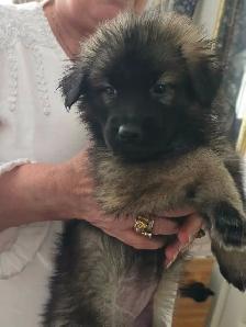 German Shepherd Puppies - Photo 5