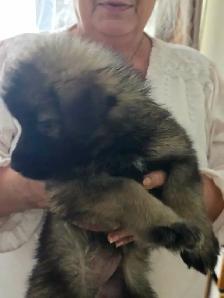 German Shepherd Puppies - Photo 6