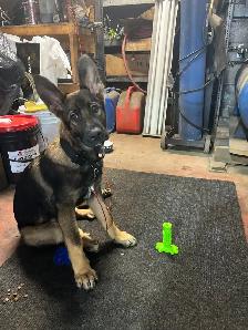 German Shepherd Puppies - Photo 7