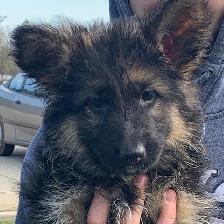 German Shepherd Puppies - Photo 8