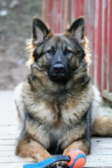 German Shepherd Puppies - Photo 9