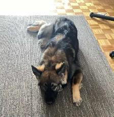 German Shepherd Puppies - Photo 10