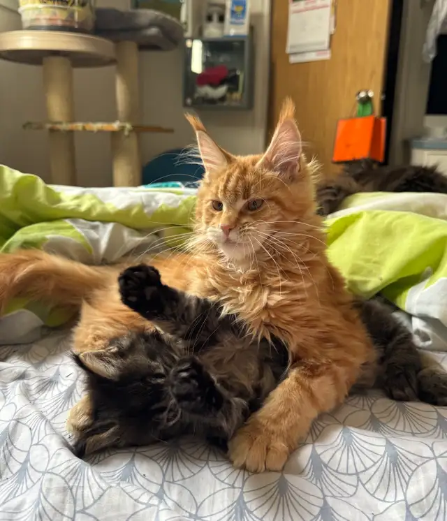 Purebred Maine Coon Kittens – Now Open for Reservation!