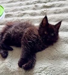 Purebred Maine Coon Kittens – Now Open for Reservation! - Photo 2