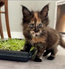 Purebred Maine Coon Kittens – Now Open for Reservation! - Photo 4
