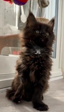 Purebred Maine Coon Kittens – Now Open for Reservation! - Photo 5