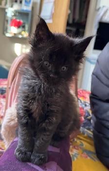Purebred Maine Coon Kittens – Now Open for Reservation! - Photo 6