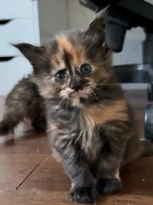 Purebred Maine Coon Kittens – Now Open for Reservation! - Photo 8