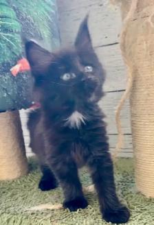 Purebred Maine Coon Kittens – Now Open for Reservation! - Photo 10