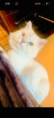 Most Beautiful Persian Male