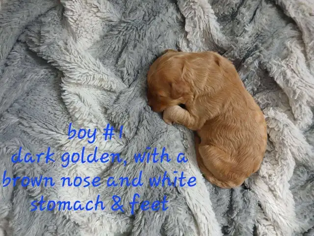 Aussiedoodle Puppy's