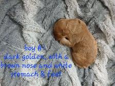 Aussiedoodle Puppy's