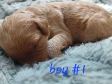 Aussiedoodle Puppy's - Photo 2