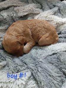 Aussiedoodle Puppy's - Photo 3