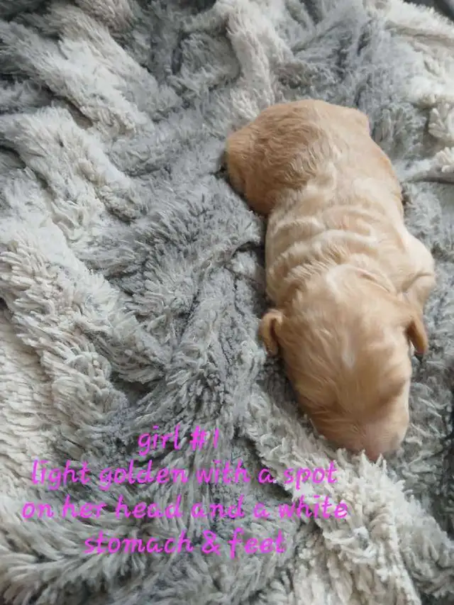 Aussiedoodle Puppy's - Photo 4