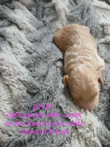 Aussiedoodle Puppy's - Photo 4