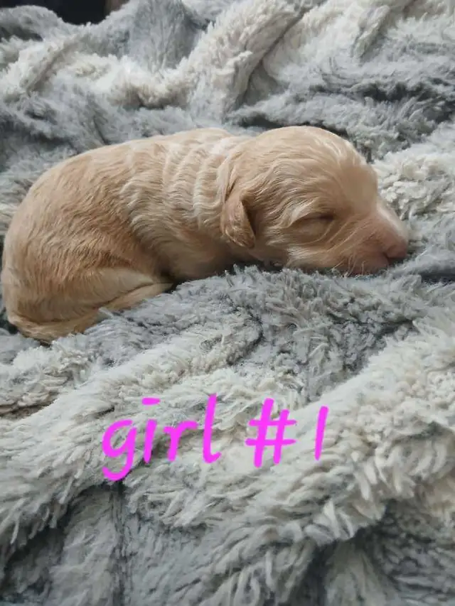 Aussiedoodle Puppy's - Photo 5