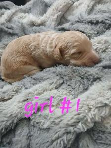 Aussiedoodle Puppy's - Photo 5